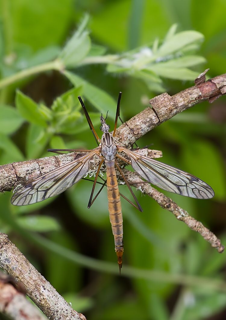 Tipula nubeculosa