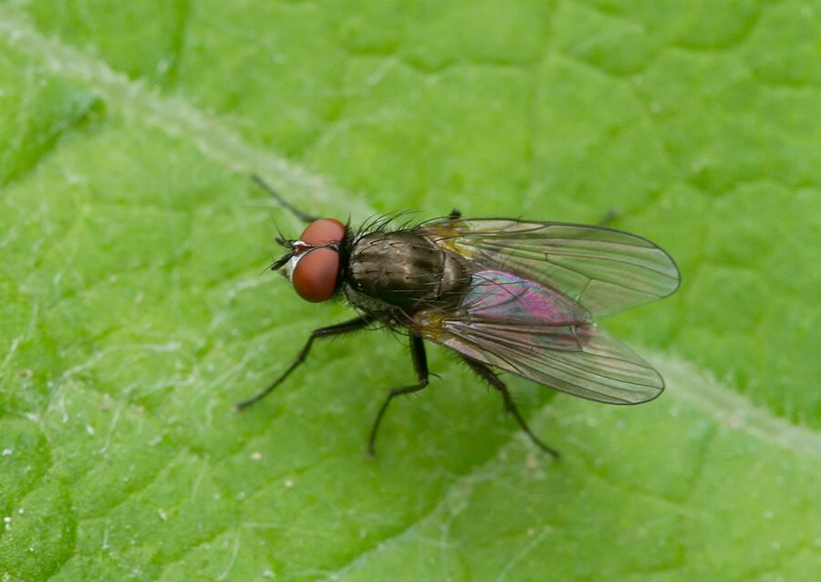 Thricops cunctans cf.