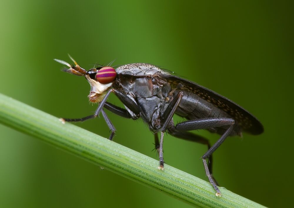 Coremacera marginata