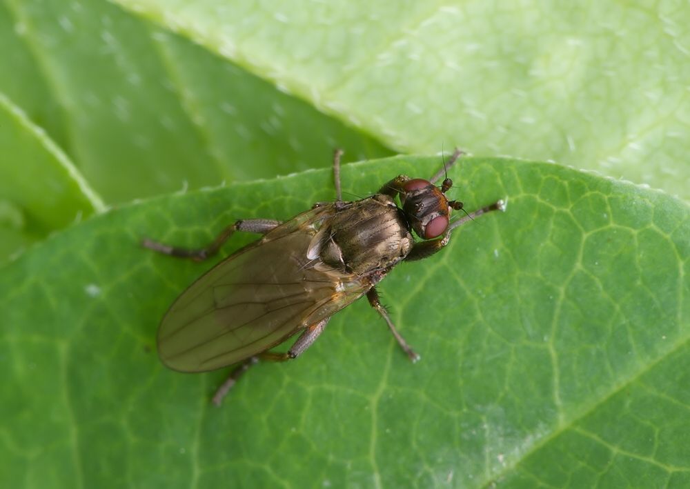 Copromyza equina