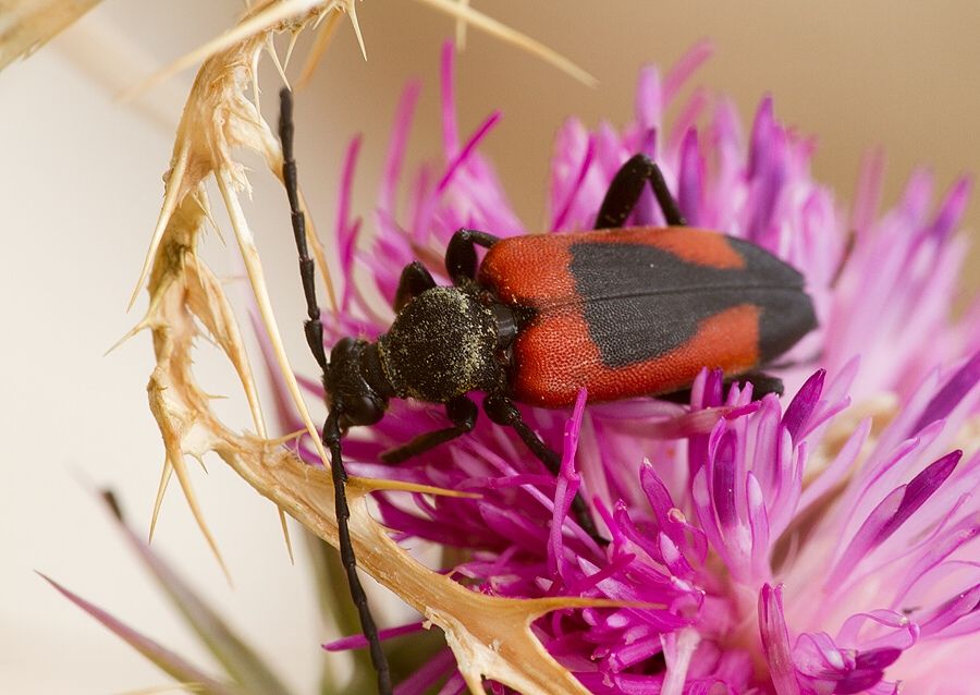Stictoleptura cordigera