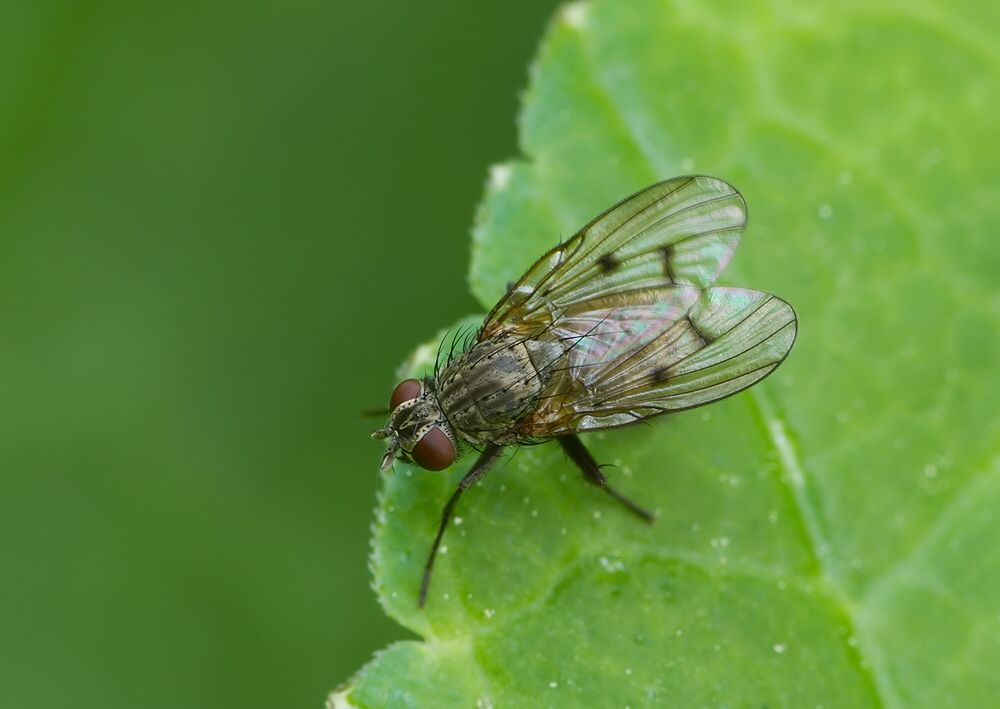 Anthomyia liturata