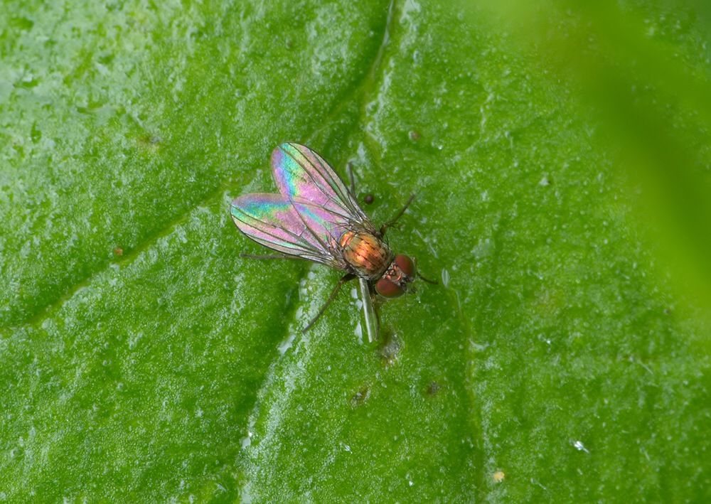 Chrysotus gramineus