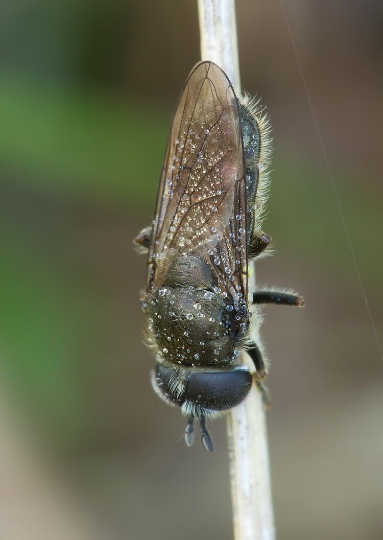 Pipizella virens