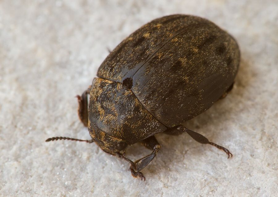Byrrhus pilula