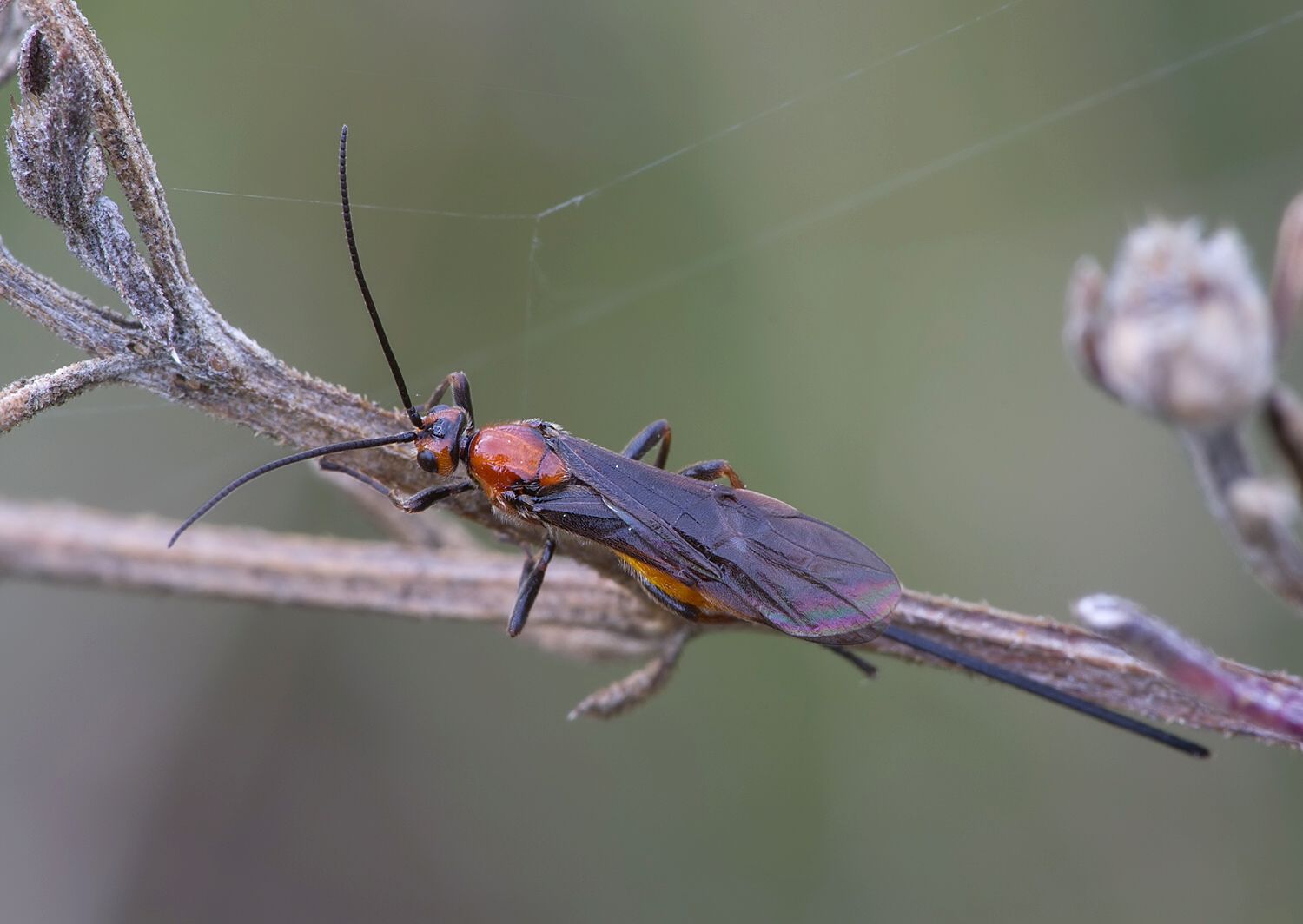 Bracon sp