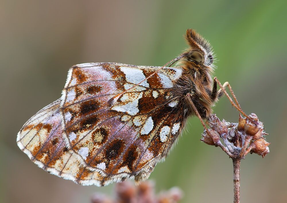Boloria dia