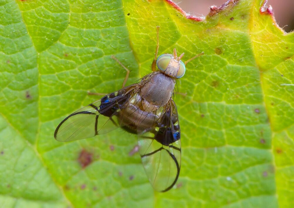 Anomoia purmunda