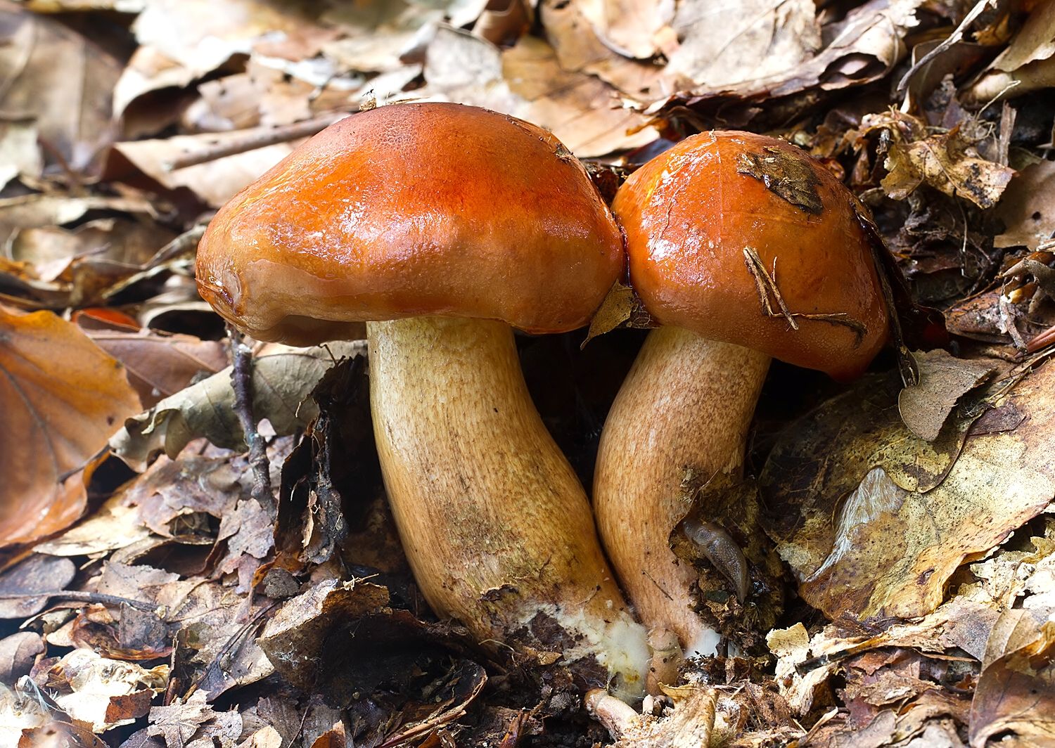 Tricholoma ustaloides