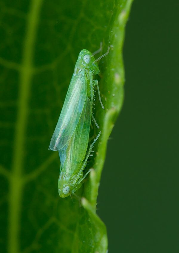 Empoasca decipiens