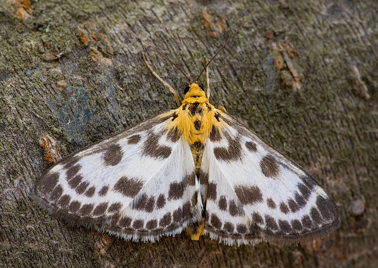 Eurrhypara hortulata