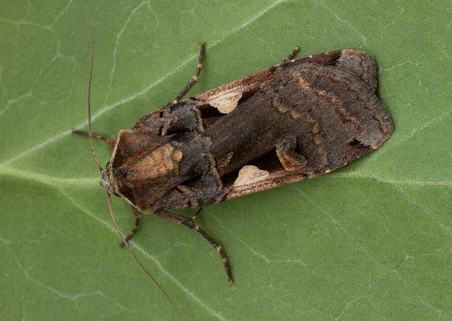 Xestia c-nigrum