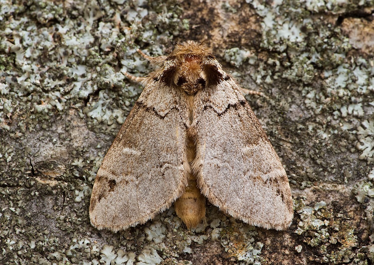 Drymonia obliterata