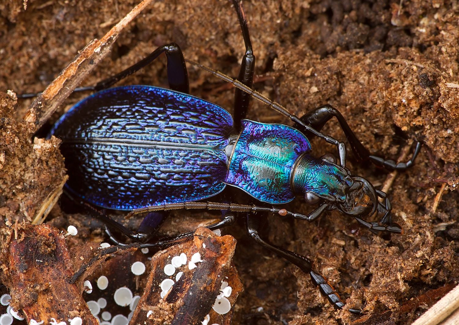 Carabus intricatus