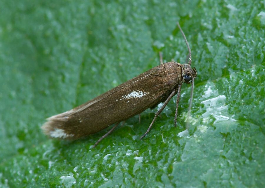 Scythris cuspidella