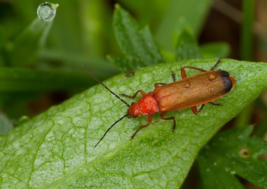 Rhagonycha fulva