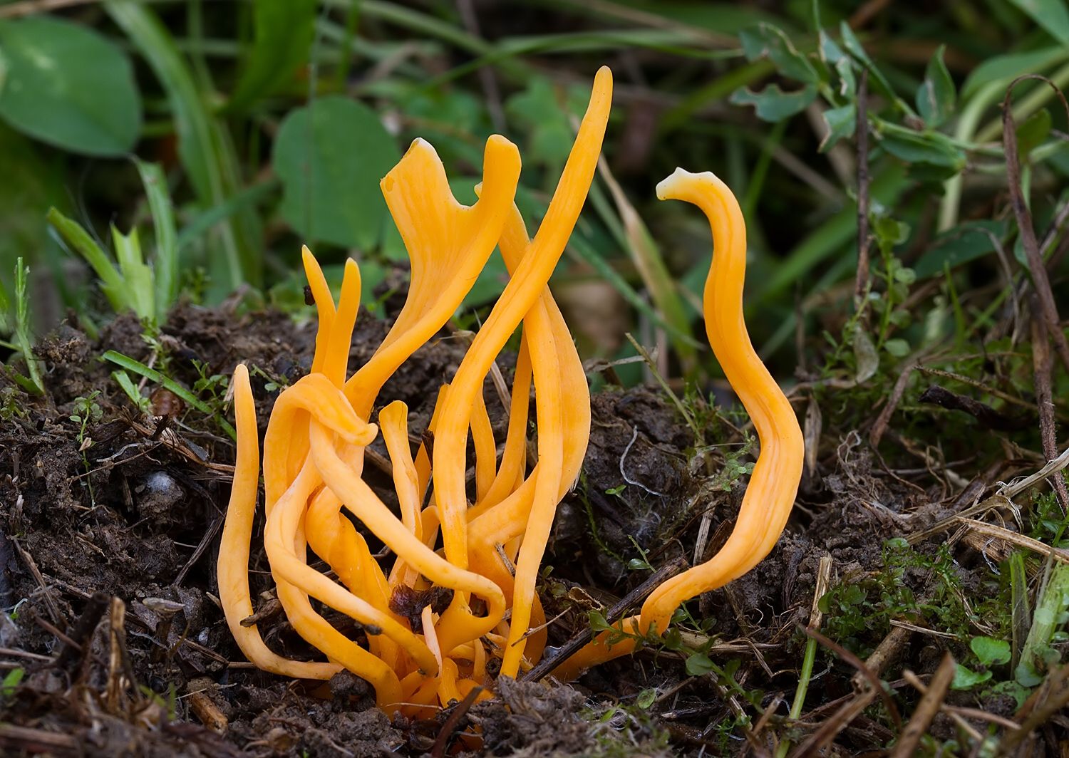 Clavulinopsis sp.