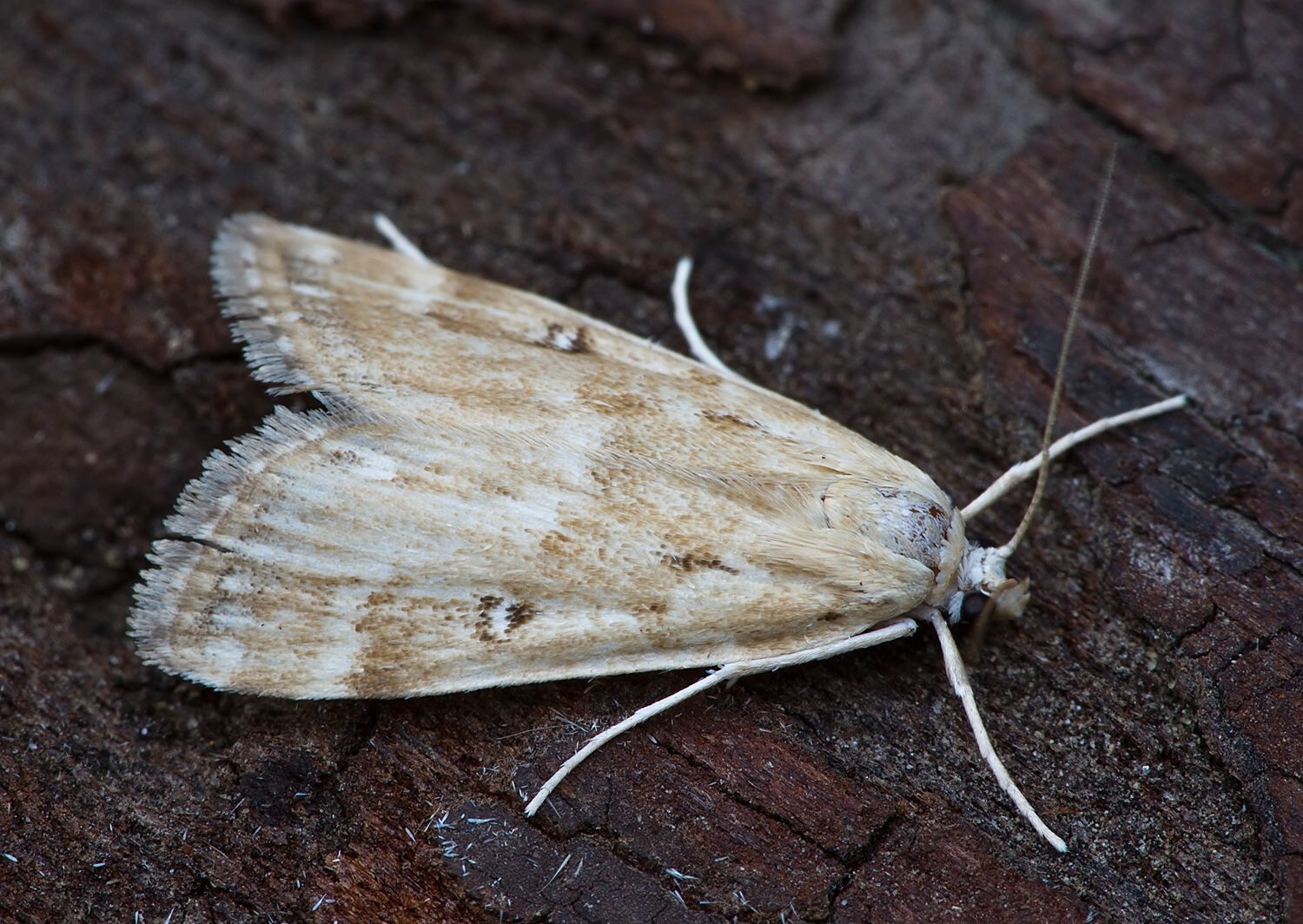 Parapoynx stratiotata