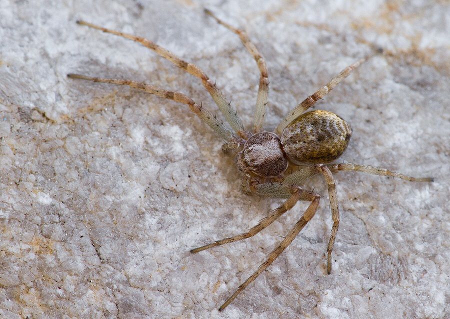 Philodromus sp.