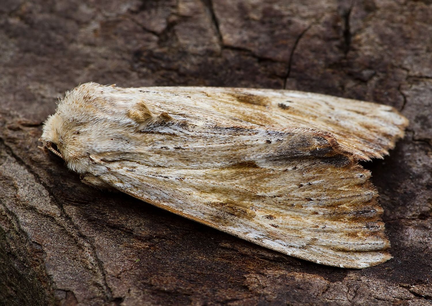 Apamea lithoxylaea