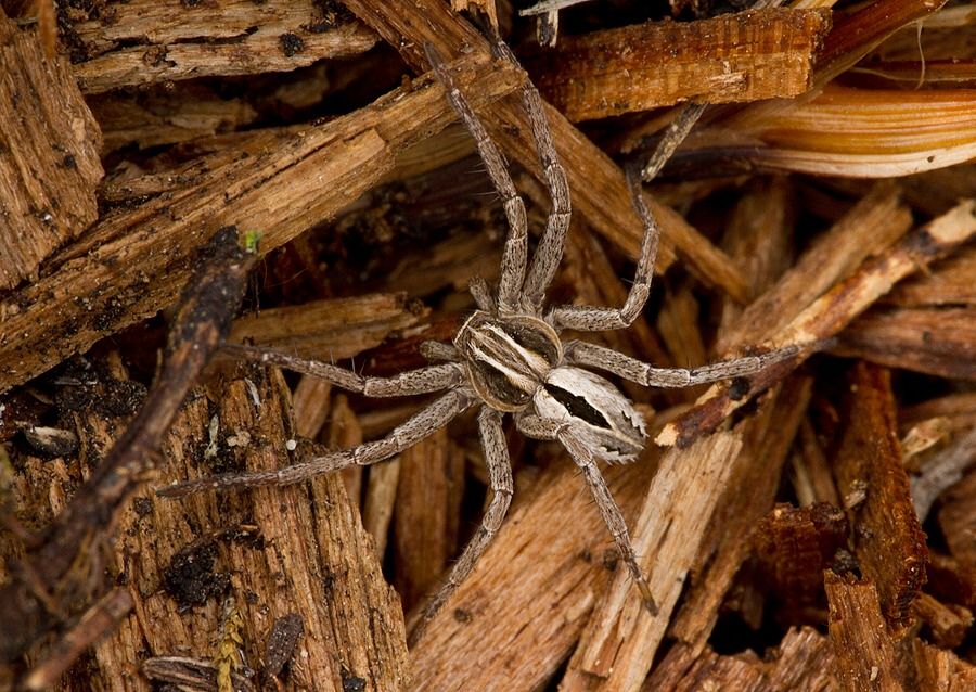 Thanatus formicinus