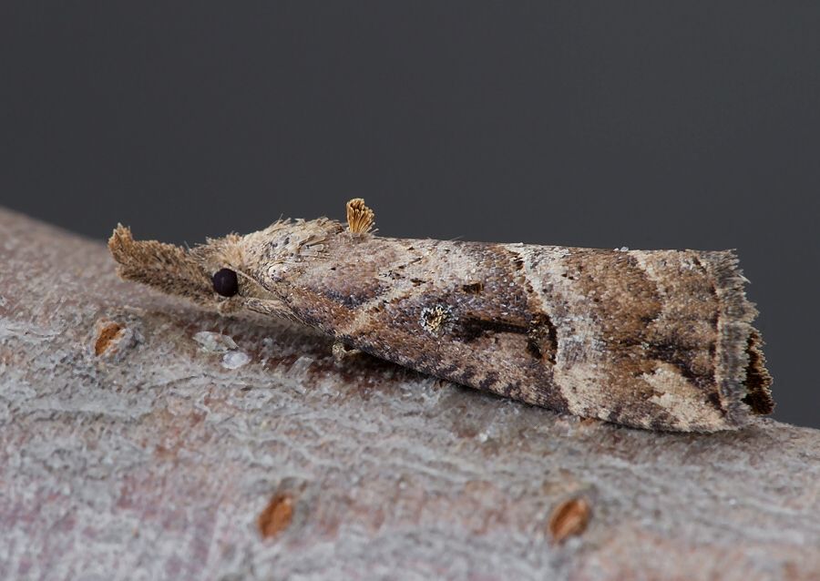 Hypena rostralis
