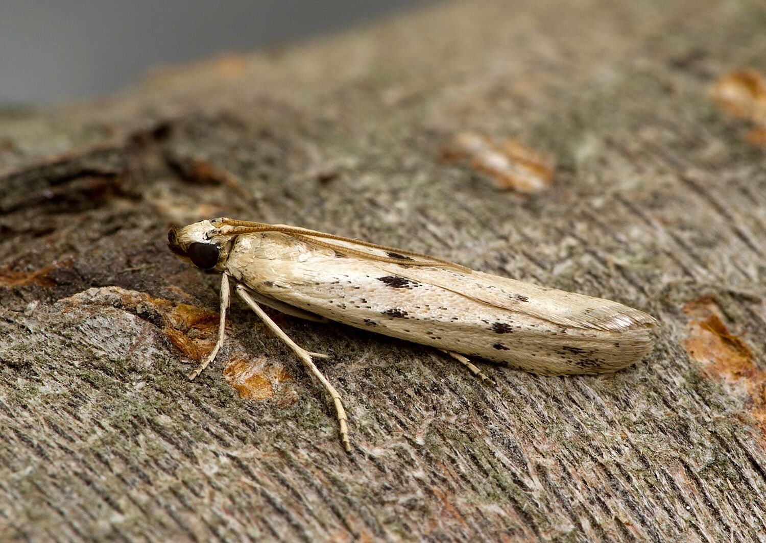 Homoeosoma nebulella