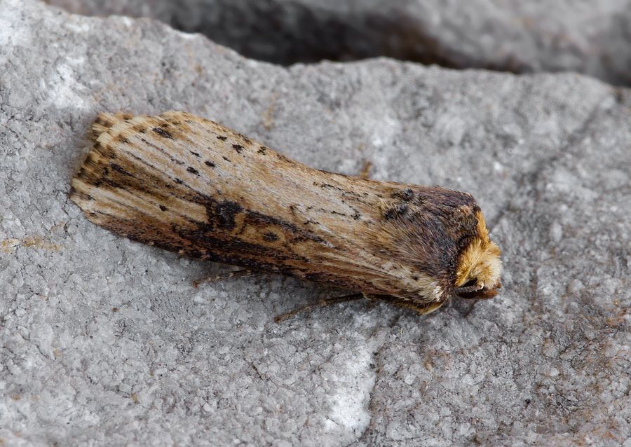 Axylia putris