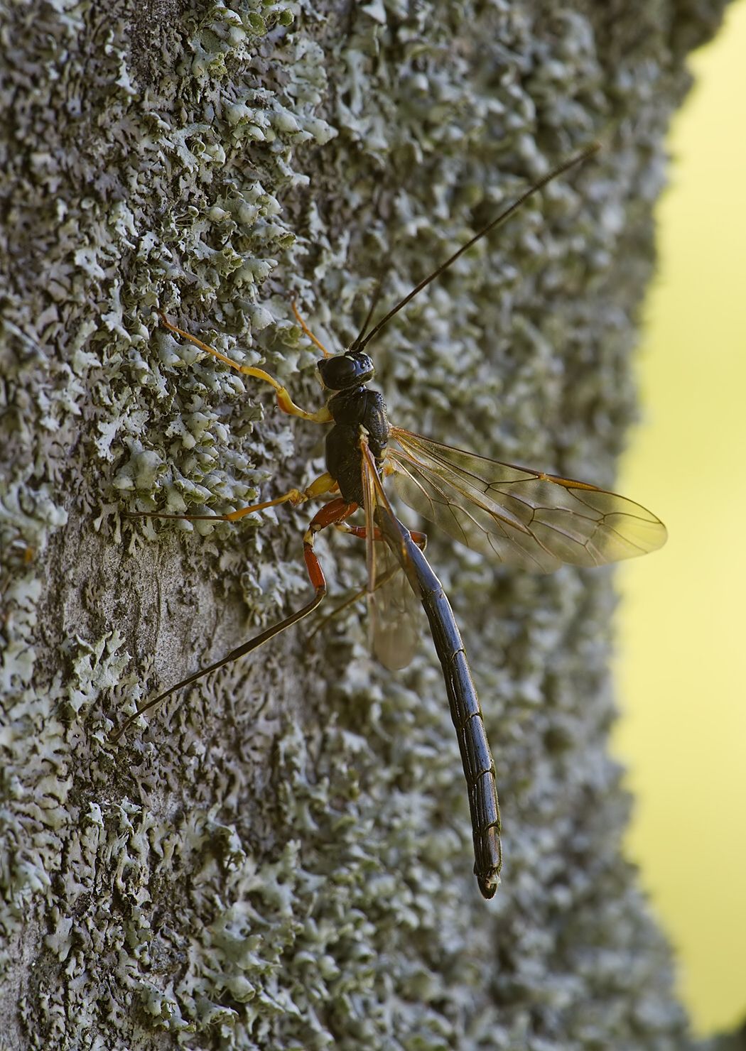Rhyssella obliterata