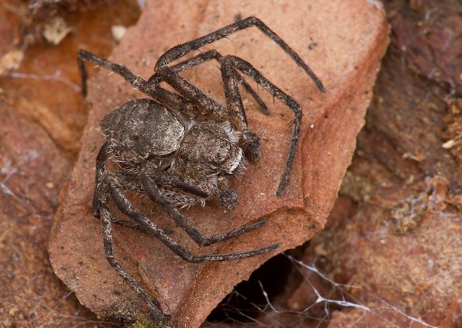 Philodromus margaritatus