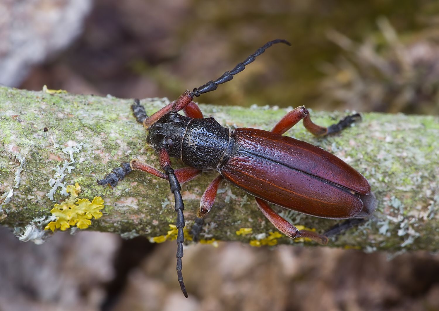 Carinatodorcadion fulvum