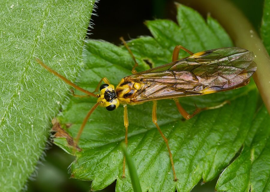 Pachynematus scutellatus