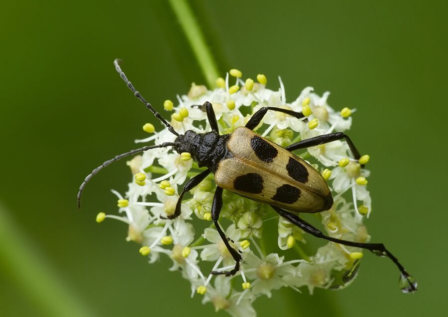 Pachyta quadrimaculata