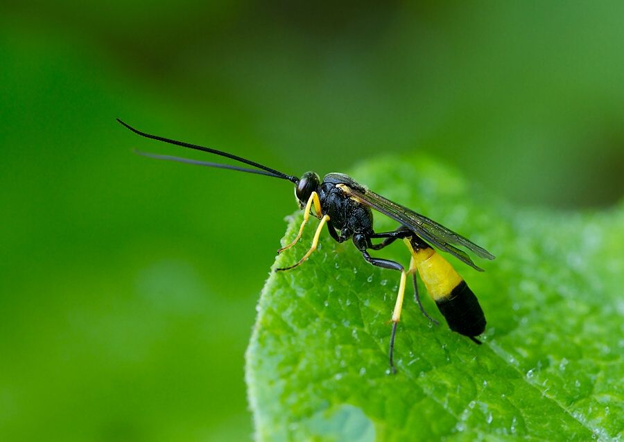 Dusona falcator cf.