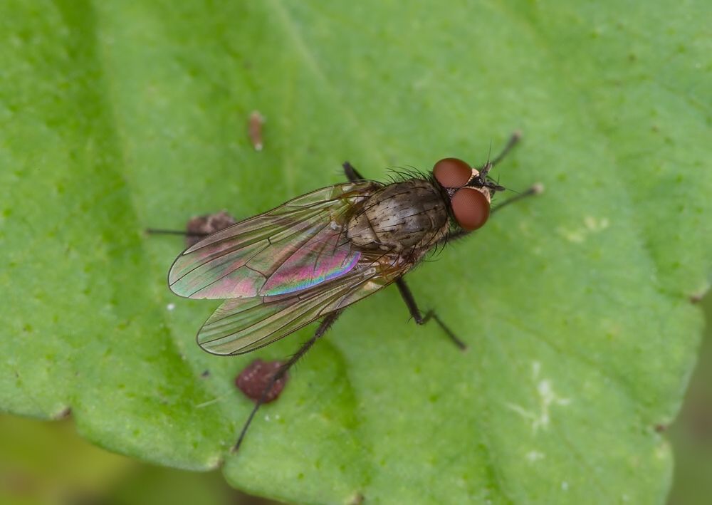 Delia platura