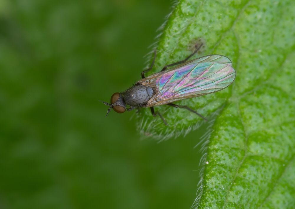 Hilara interstincta
