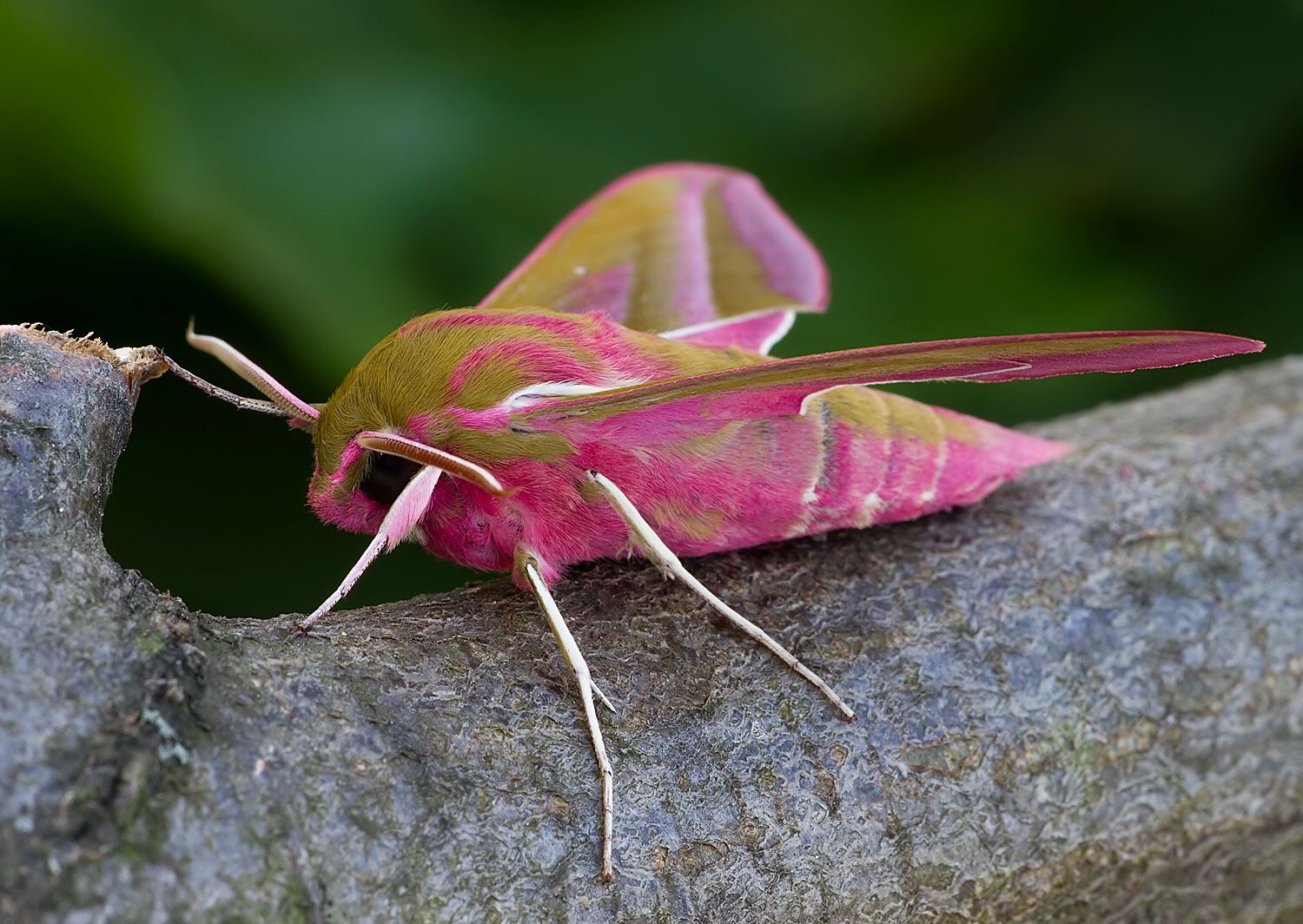 Deilephila elpenor