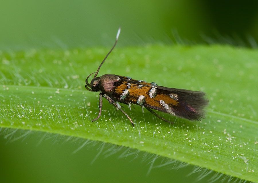 Pancalia leuwenhoekella