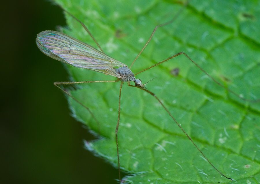 Crypteria limnophiloides cf.