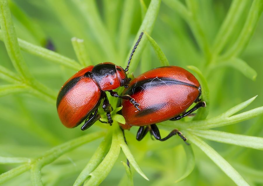 Entomoscelis sacra