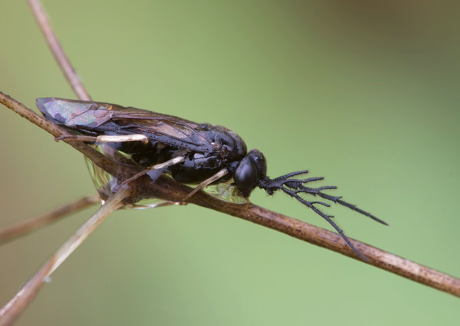 Cladius pectinicornis