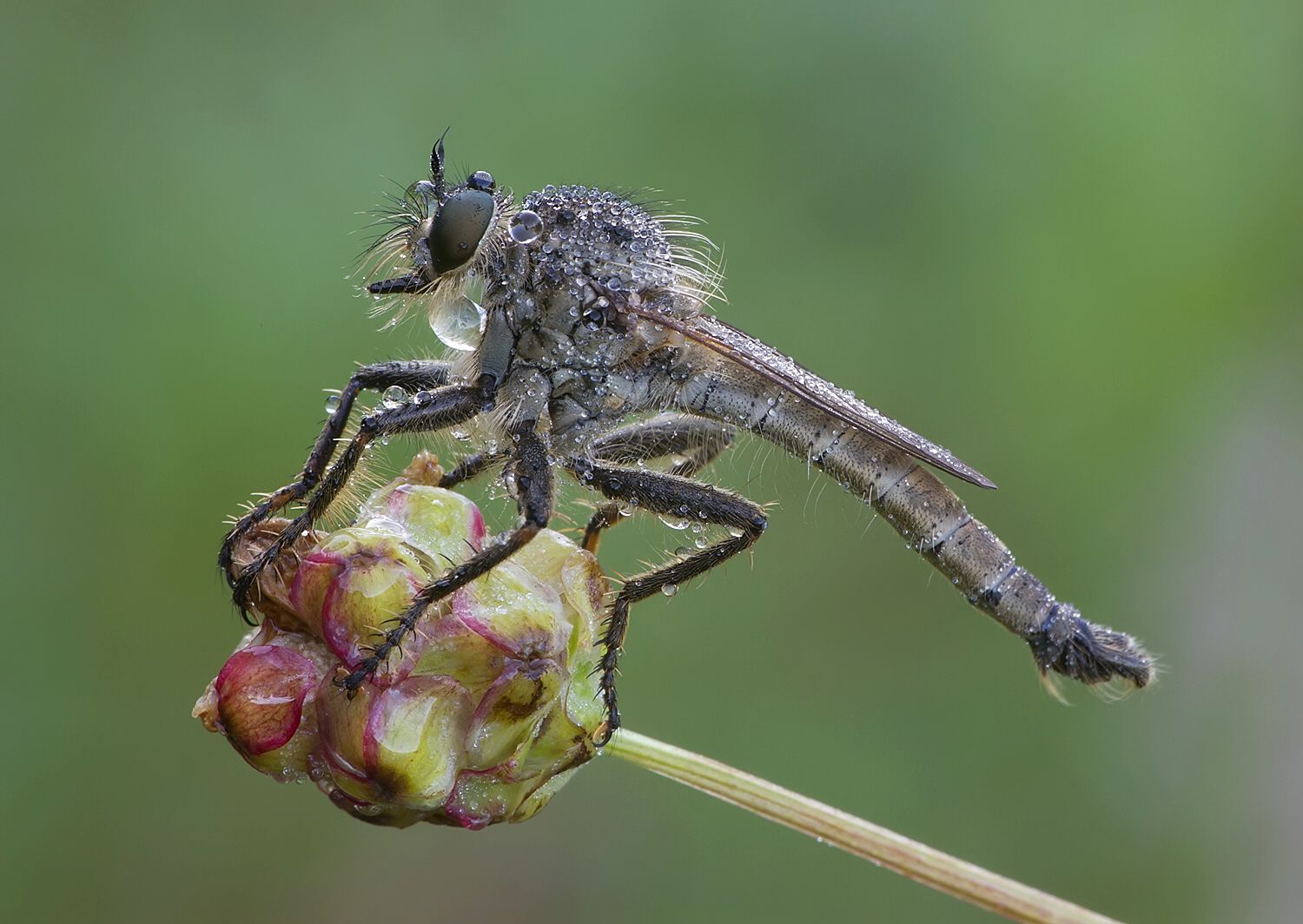 Eutolmus rufibarbis