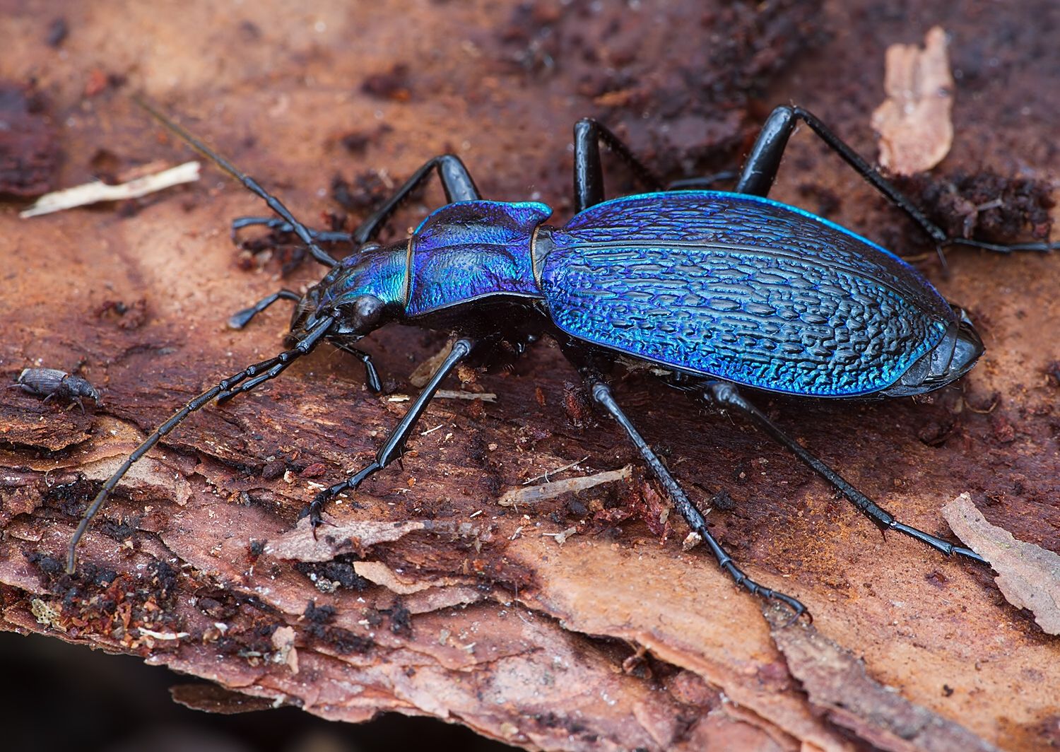 Carabus intricatus