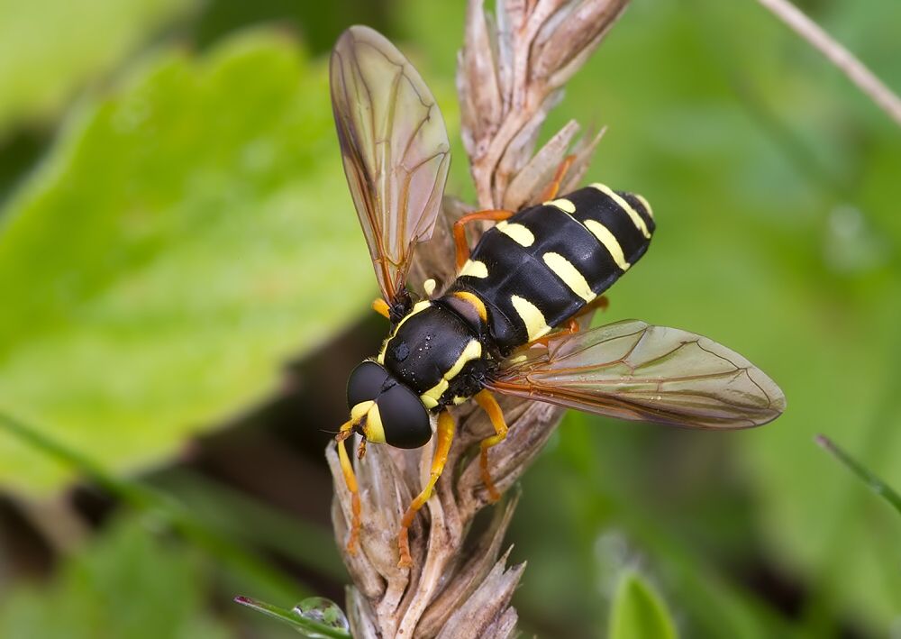 Xanthogramma citrofasciatum