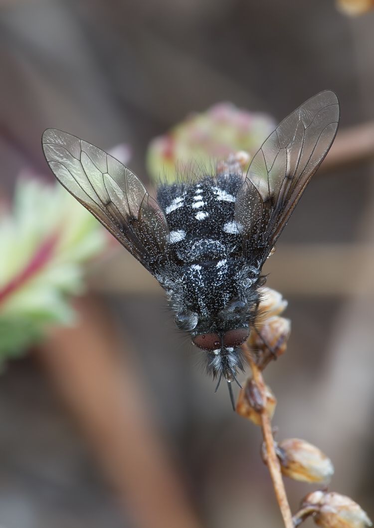 Bombylella atra