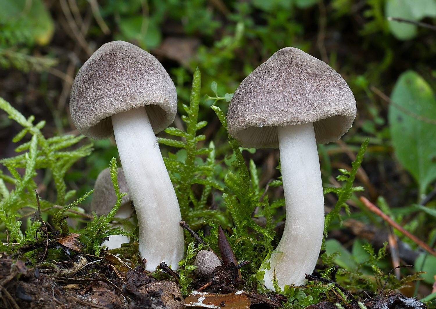 Tricholoma terreum