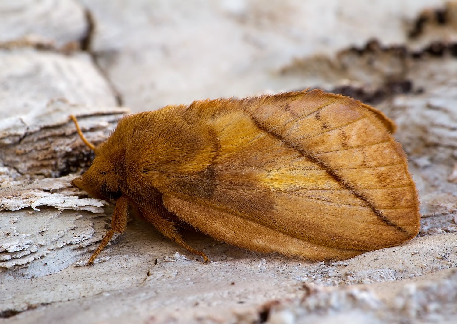 Euthrix potatoria