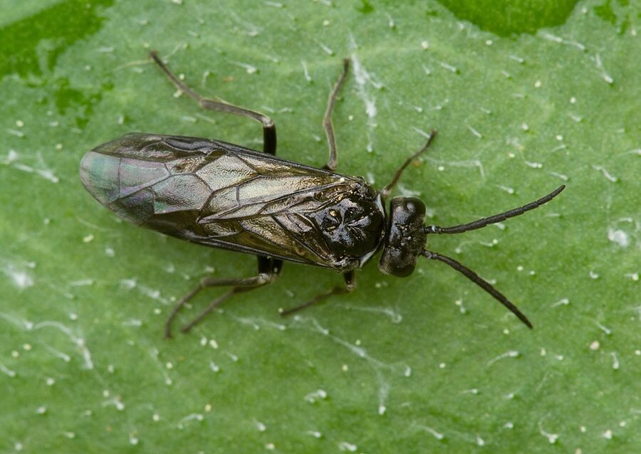 Phymatocera aterrima