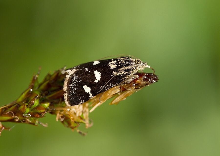 Eurrhypis pollinalis