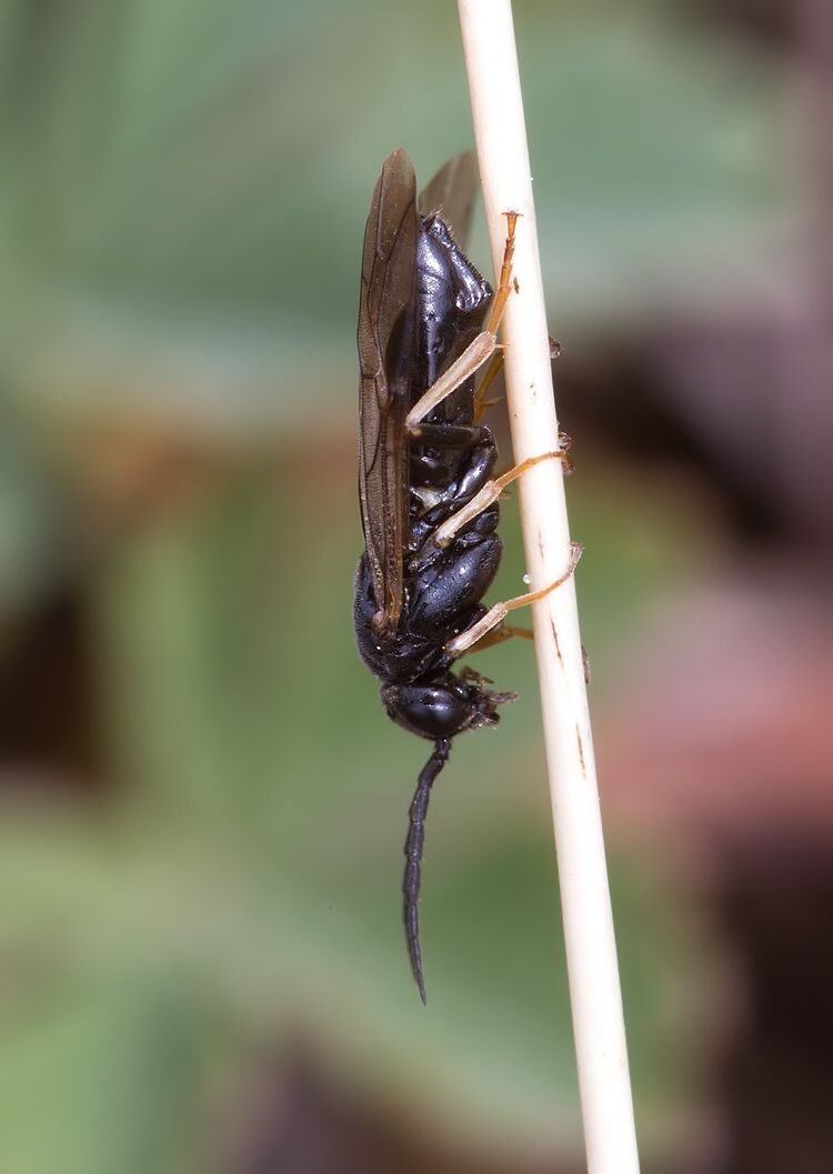 Cladius pectinicornis